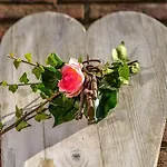 Duenenrose * Sylt